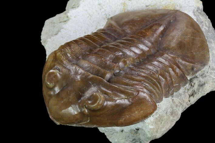 Unusual Subasaphus Laticaudatus Trilobite - Russia #127839